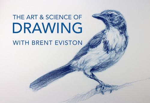 SkillShare - Basic Skills / Week 1: Day 5: Putting it All Together: THE ART & SCIENCE OF DRAWING - 2144956483