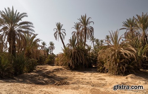 PhotoBash - DESERT PALM GROVE