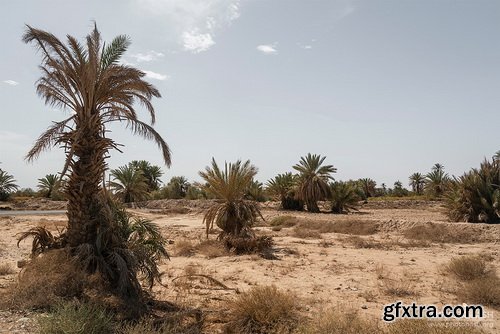 PhotoBash - DESERT PALM GROVE