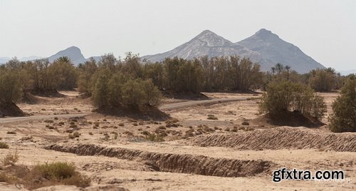 PhotoBash - DESERT PALM GROVE