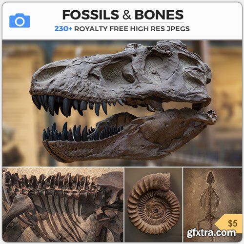 fossils and bones