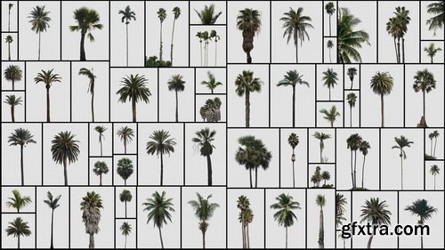 PhotoBash - PALM TREES