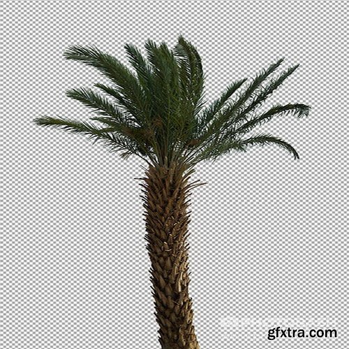 PhotoBash - PALM TREES