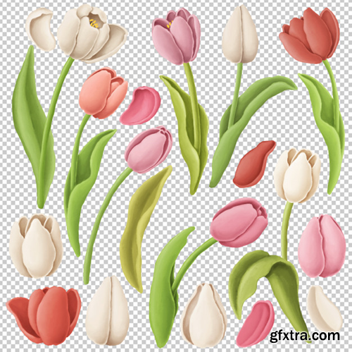 tulip-flowers_147671-97