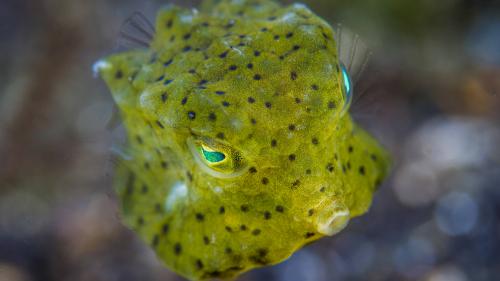 Lynda - Underwater Photography: Macro - 485654