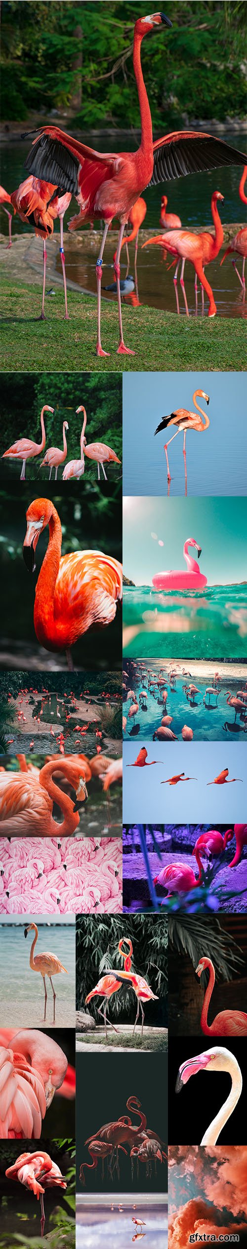 Flamingo - Premium UHQ JPEG Stock Photo Bundle