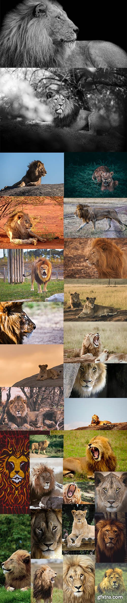 Lion Bundle - Premium UHQ Stock Photo Vol 2