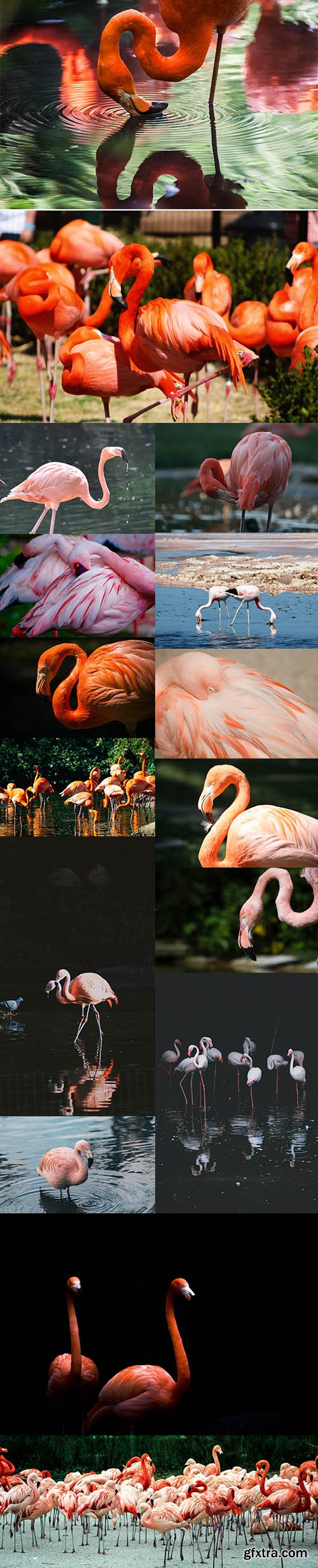 Flamingo Bundle - Premium UHQ Stock Photo Vol 2