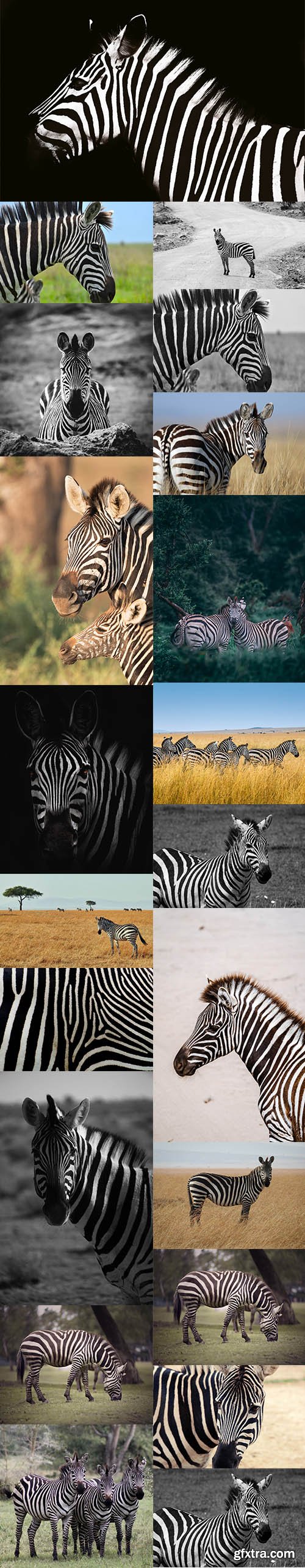 Zebra Bundle - Premium UHQ Stock Photo