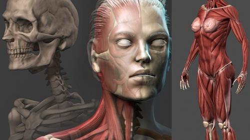 Udemy - Female Anatomy Sculpting in Zbrush