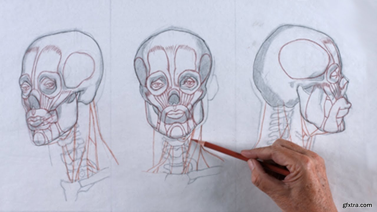 Draw unit. Reilly method head. Reilly method head drawing. Нарисованная голова оторванная. Оторванная голова рисование.