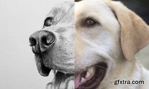  How to Draw a Labrador | Step by Step Tutorial