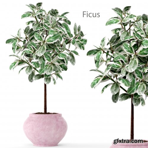 Ficus