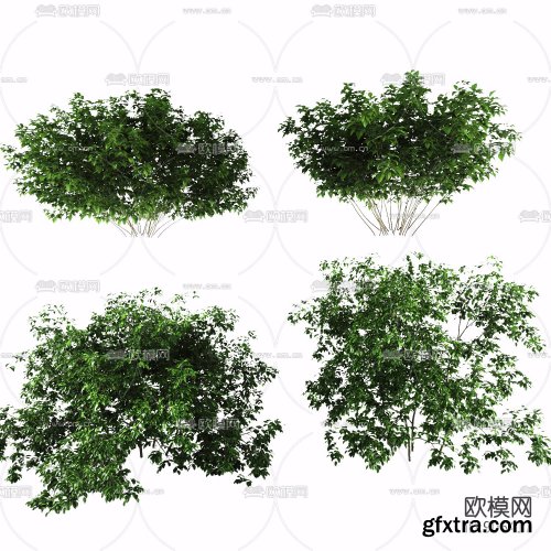 Bushes & Shrubs Pack 02