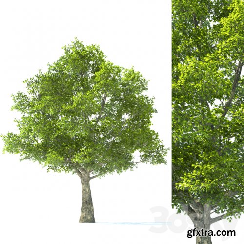 Tilia Tree - 10m Height - Tree Set 01