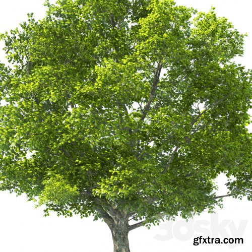 Tilia Tree - 10m Height - Tree Set 01