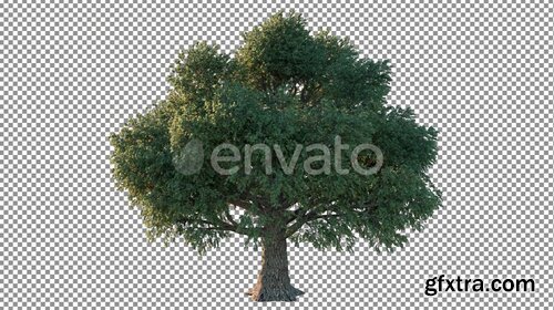 Videohive - Tree Pack 4K - 26266867