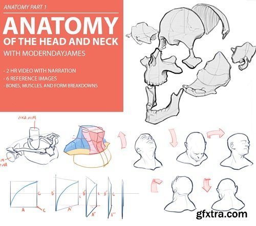 Gumroad - ANATOMY 1: HEAD AND NECK