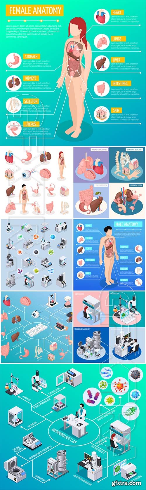 Isometric icons of human organs, medicine