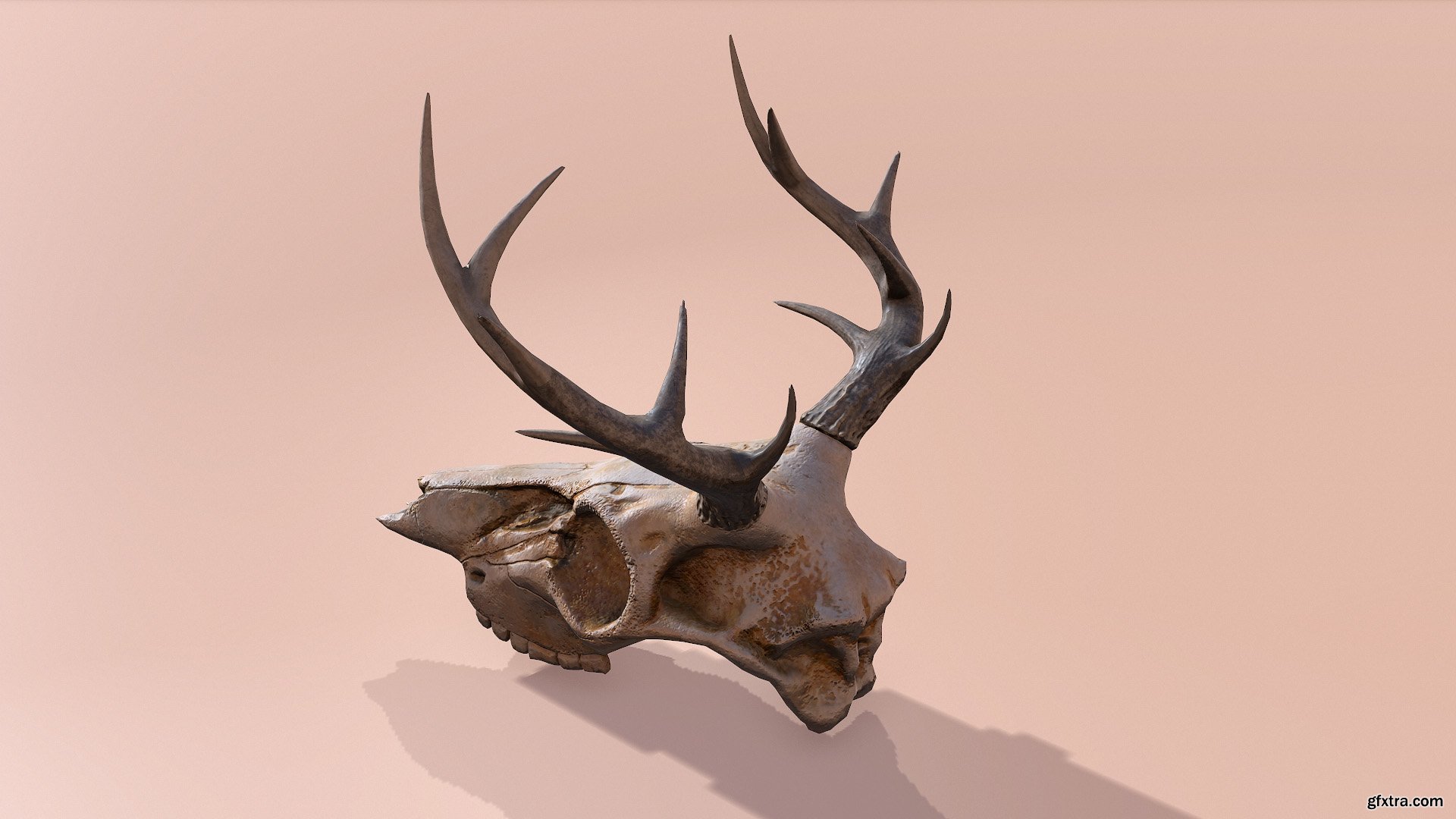 Deer Skull » GFxtra