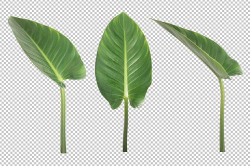 Anthurium Veitchii Leaves Isolated. Ornamental Plant Object Premium PSD