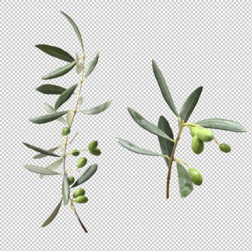 Eucalypthus Leaves Isolated Premium PSD