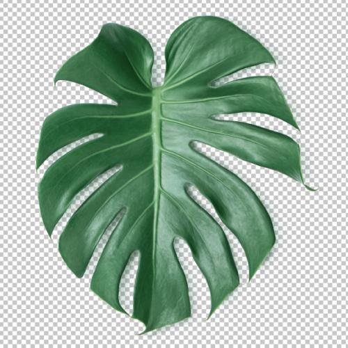 Green Monstera Leaf On Isolated Transparency .tropical Leaves Premium PSD