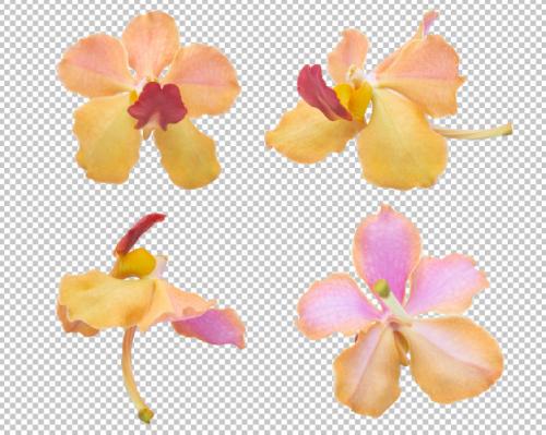 Pink-orange Orchid Flowers On Isolated Transparency .floral . Premium PSD