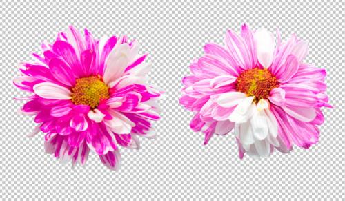 Pink And White Chrysanthemum Flowers On Isolated Transparency Background Premium PSD