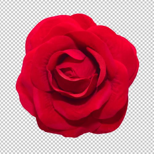 Red Rose Flowers On Isolated Transparency Background Premium PSD