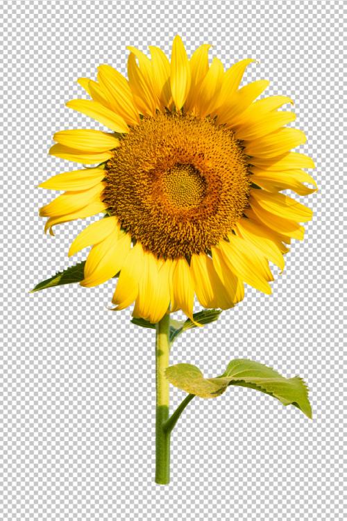 Sunflower Flower Isoleated Transparency Background. Premium PSD