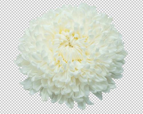 White Chrysanthemum Flowers On Isolated Transparency .floral . Premium PSD