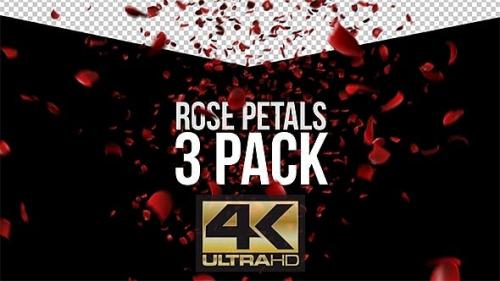 Videohive - Rose Petals - 3 Pack