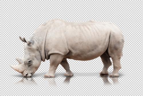 Realistic Rhinoceros Premium PSD