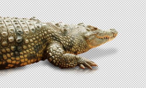 Realistic Crocodile Premium PSD