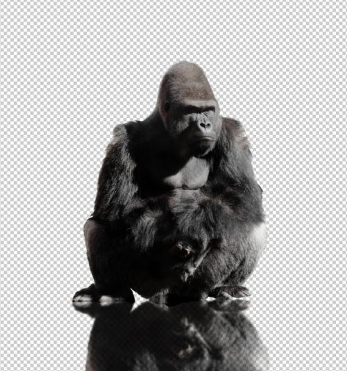 Realistic Gorilla Premium PSD