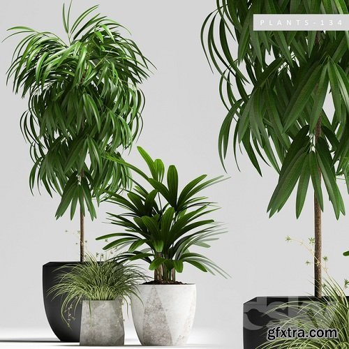 PLANTS 134 3D Model