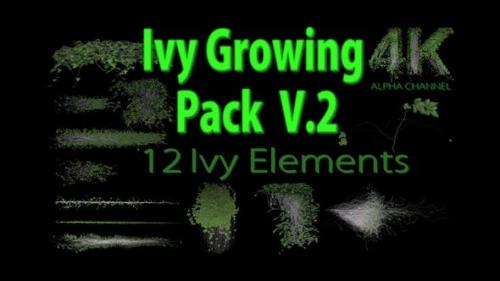 Videohive - Ivy Growing Pack 4 K V2