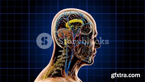 Videoblocks - Anatomy 1003: An anatomical man rotates on a blue grid showing skeleton, nervous, circulatory and lymphatic systems | Animated Backgrounds