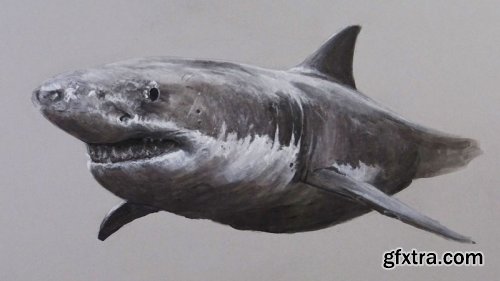 The Virtual Instructor - Mixed Media Drawing Lesson - Great White Shark 