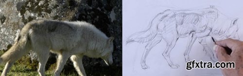 How to Draw Animals With Glenn Vilppu 