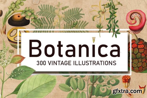 CreativeMarket - 300 Vintage Botanical Illustrations 4247680