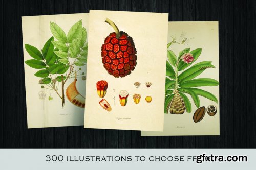 CreativeMarket - 300 Vintage Botanical Illustrations 4247680