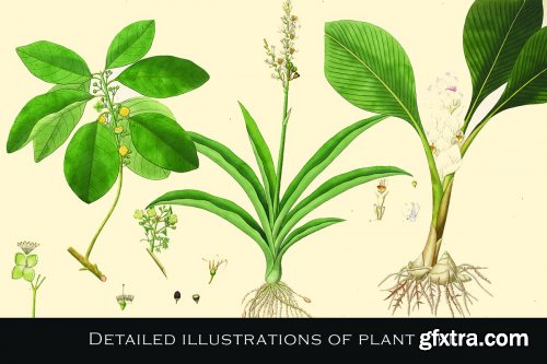 CreativeMarket - 300 Vintage Botanical Illustrations 4247680