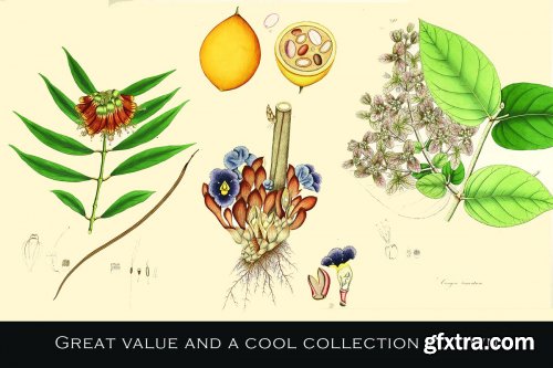 CreativeMarket - 300 Vintage Botanical Illustrations 4247680