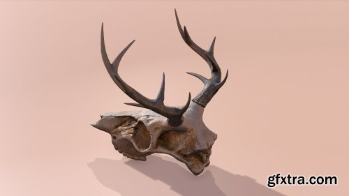 Deer Skull