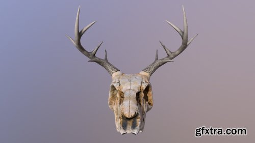 Deer Skull