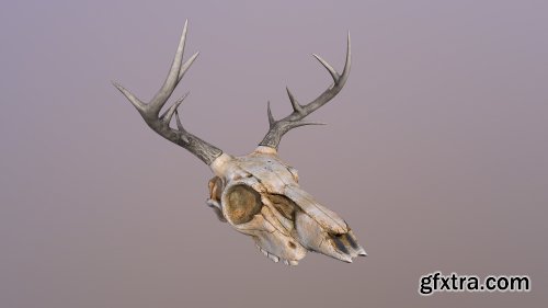 Deer Skull