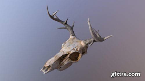 Deer Skull