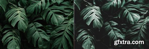 CreativeMarket - Rain Forest Lightroom Presets 4594909